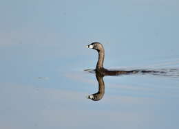 Image of Pied-billed Grebe