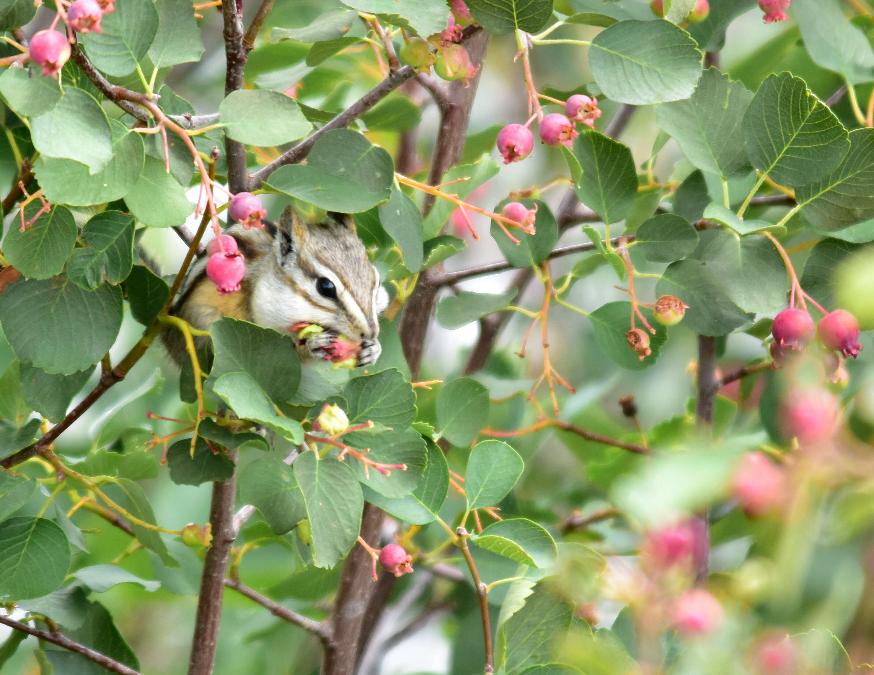 Image of Least Chipmunk