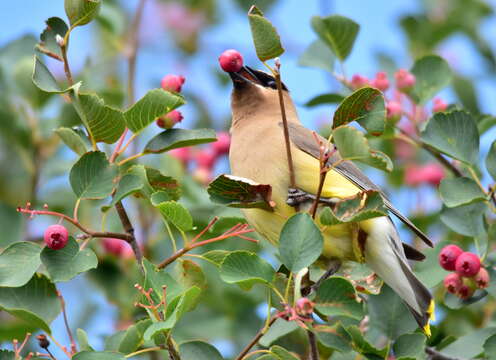 Image of Saskatoon serviceberry