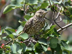 Image of Oreoscoptes Baird & SF 1858