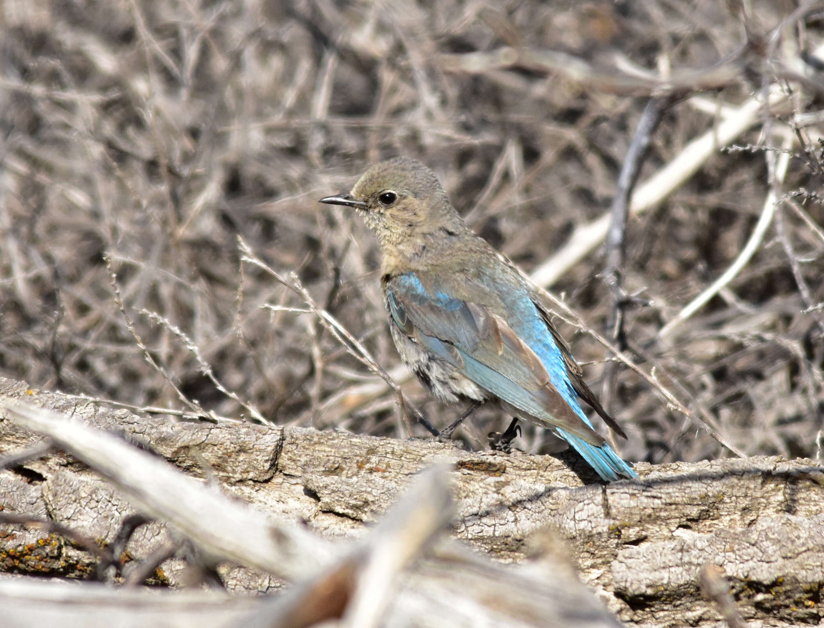 Image of Mountain Bluebird