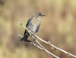 Image of Mountain Bluebird