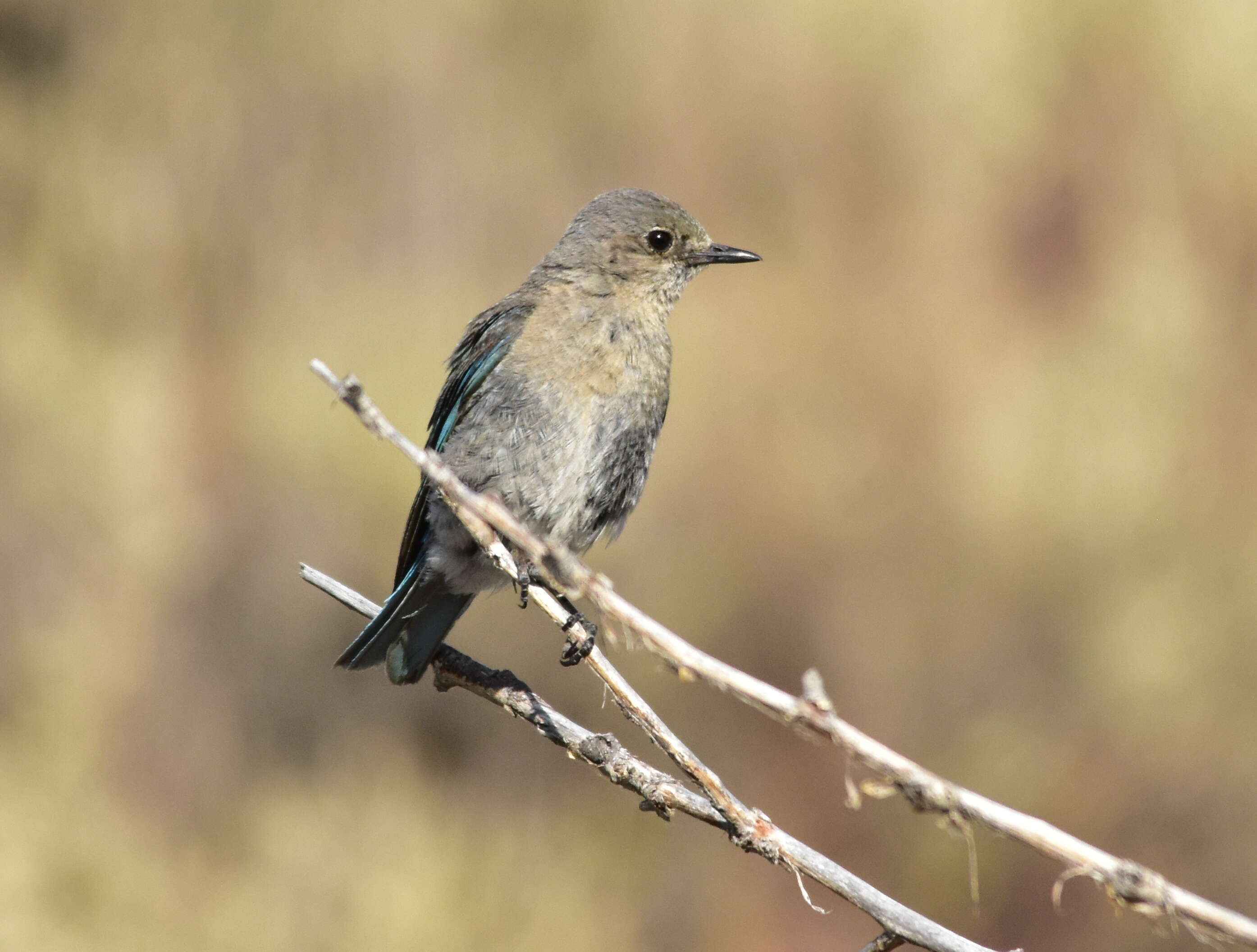 Image of Mountain Bluebird