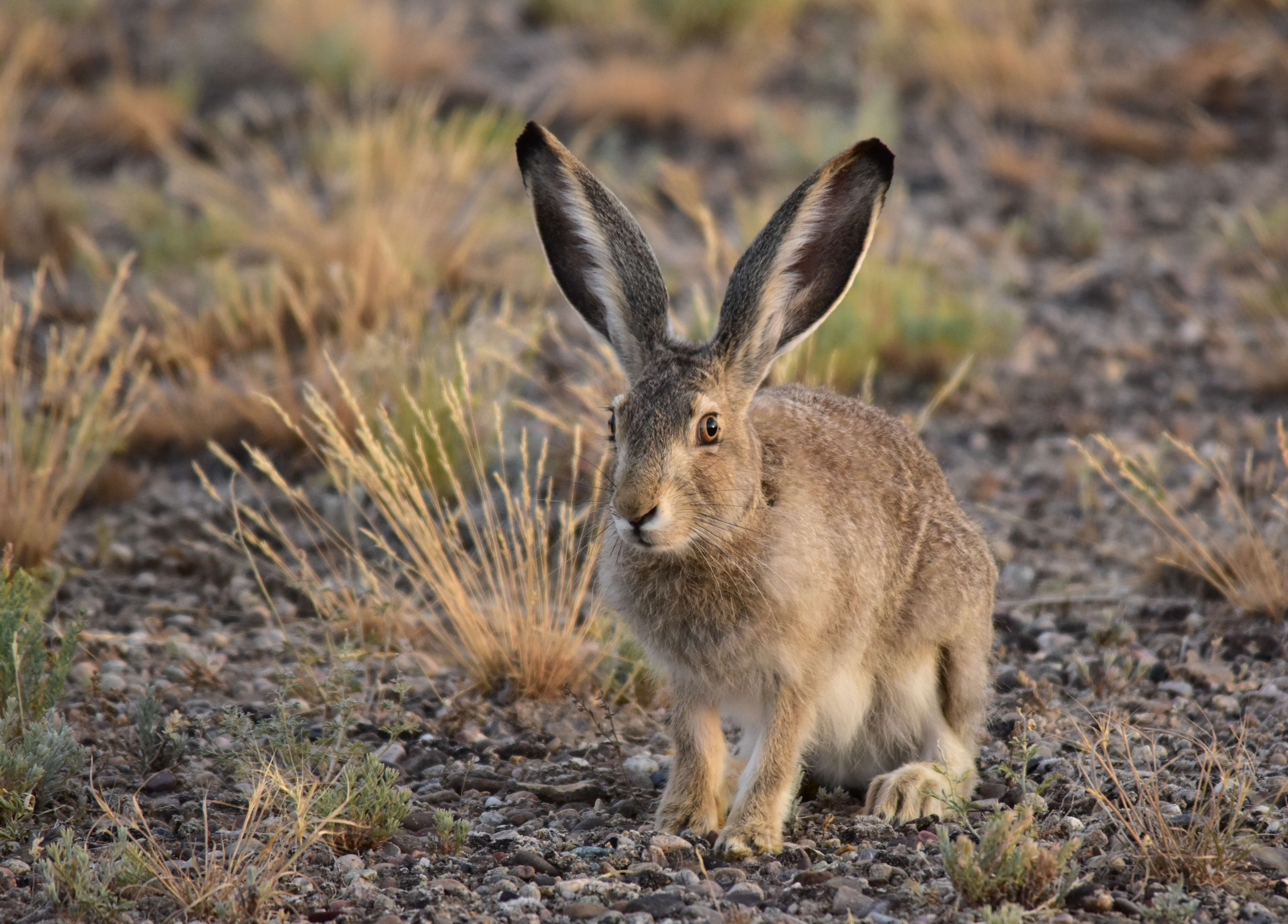 Image of White-tailed Jackrabbit