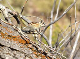 Image of Least Chipmunk