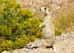 Image of White-tailed Prairie Dog