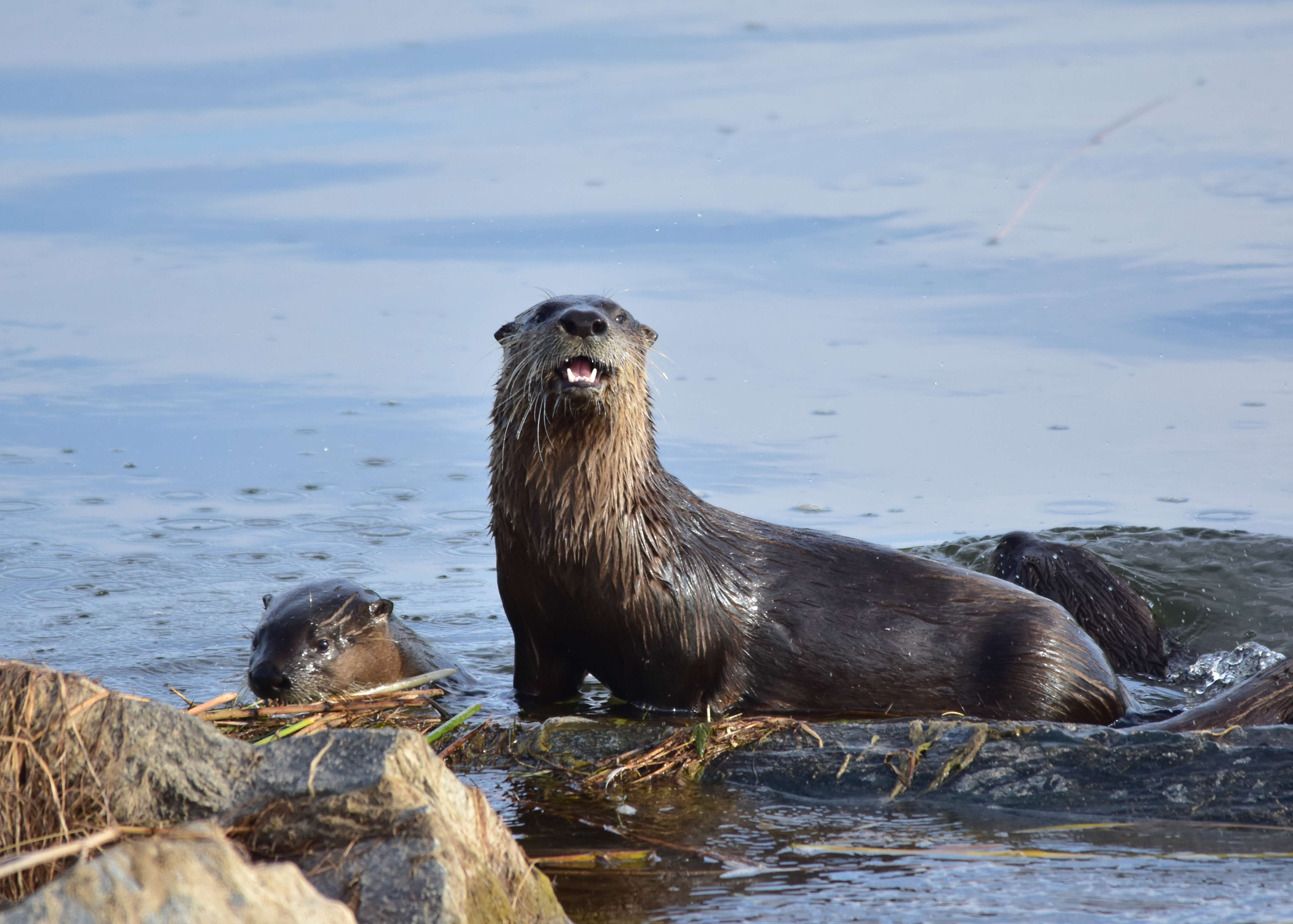 Image of Otter sp.