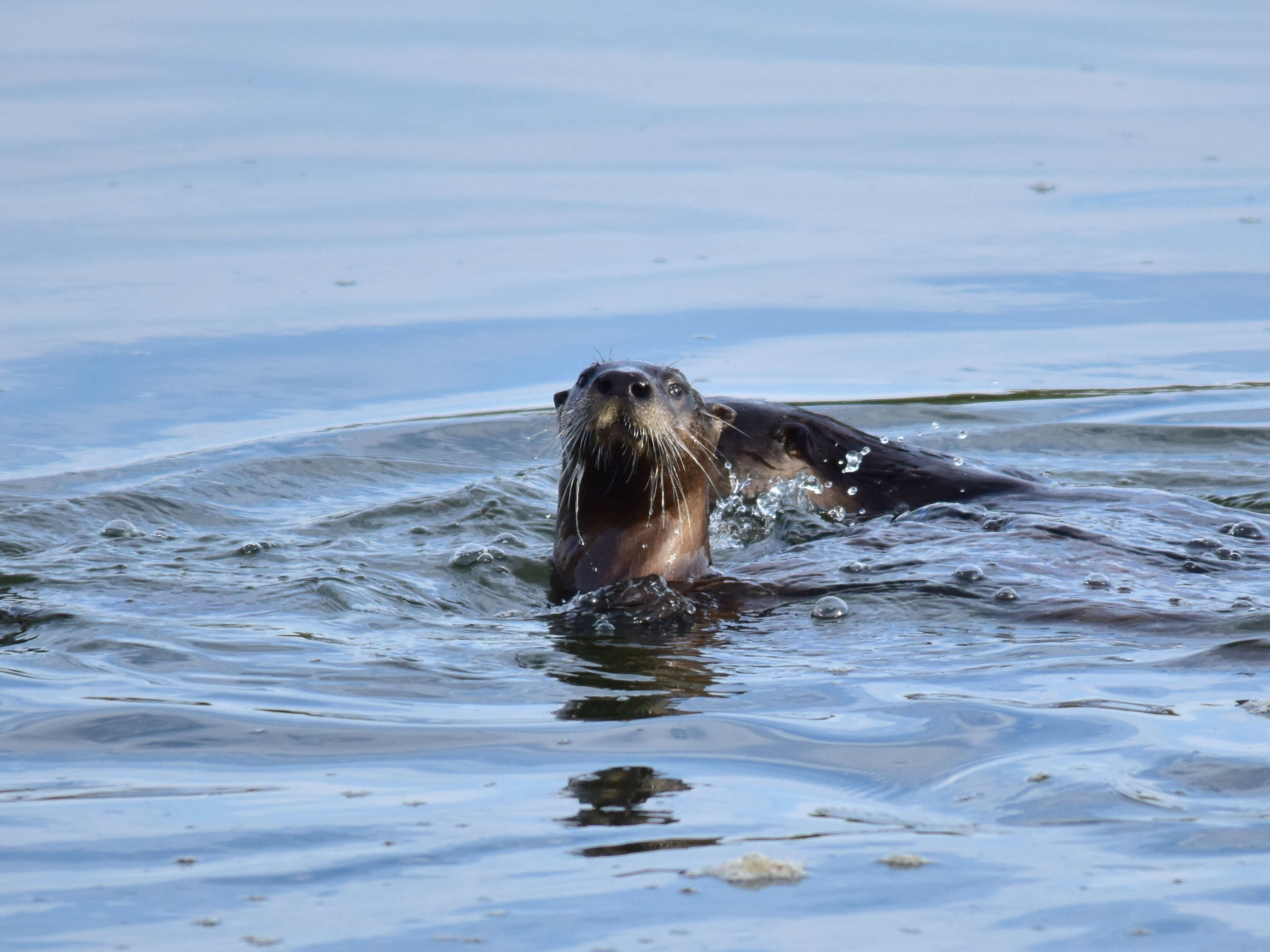 Image of Otter sp.