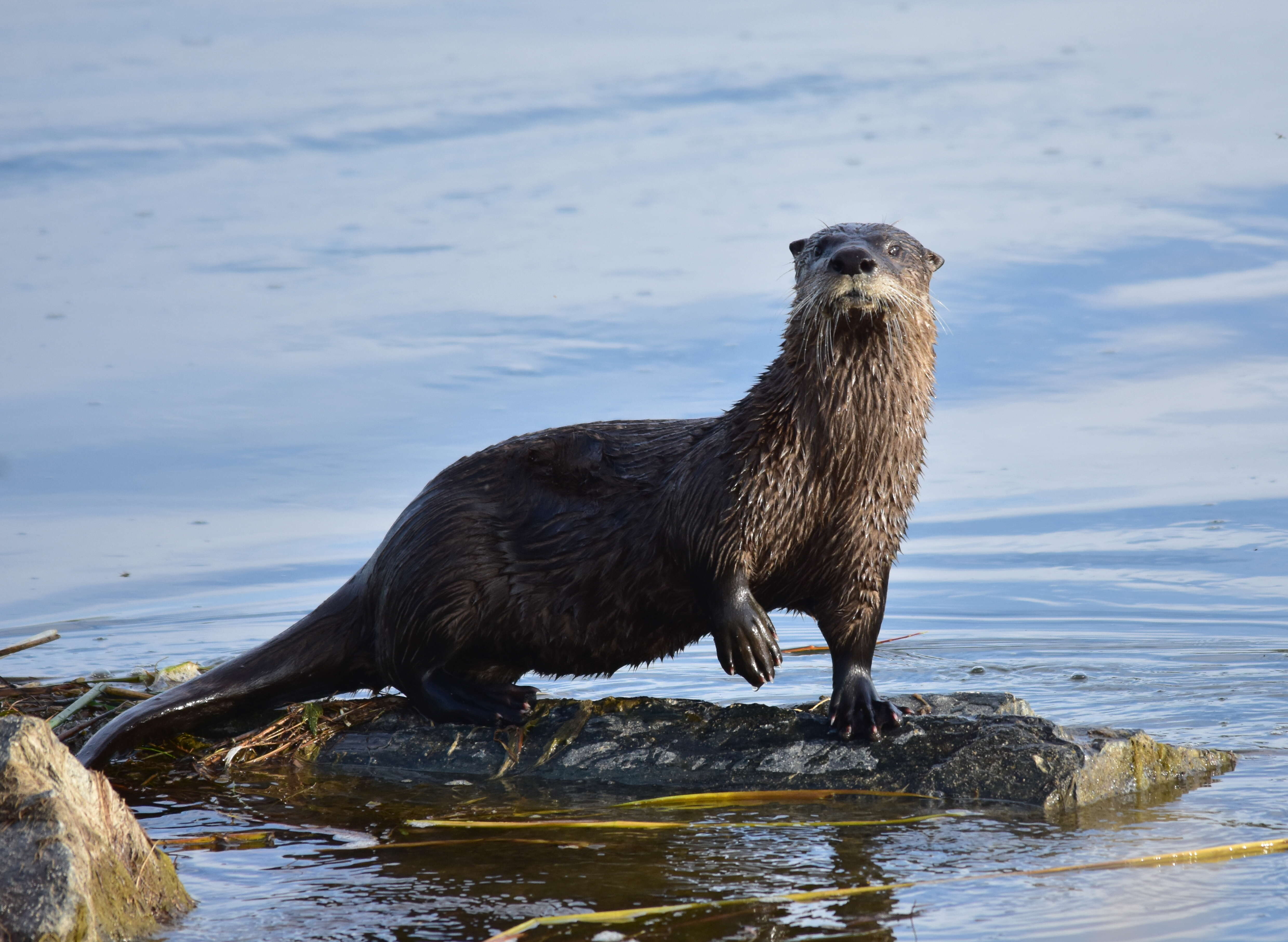 Image of Otter sp.