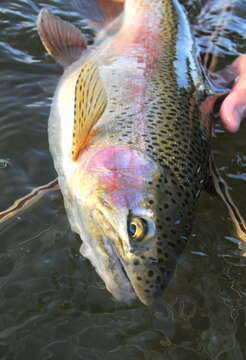 Image of Rainbow Trout