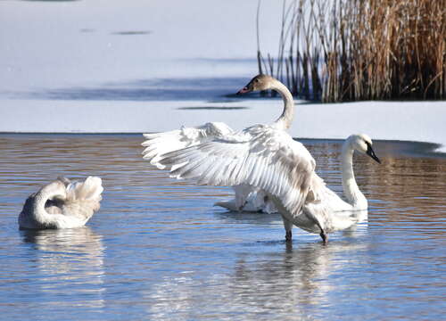 Image of Trumpeter Swan