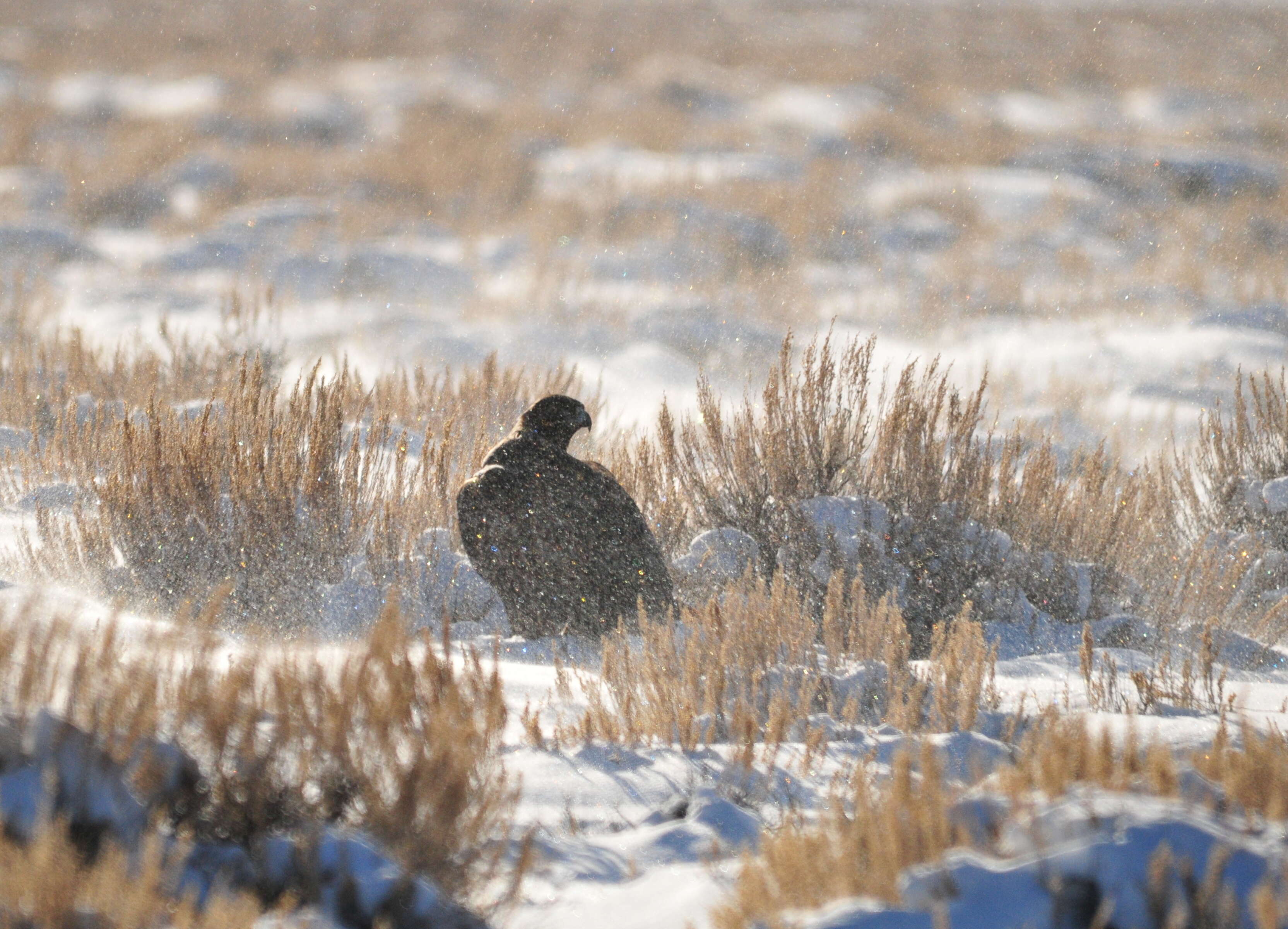 Image of White-tailed Jackrabbit