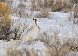 Lepus townsendii Bachman 1839 resmi