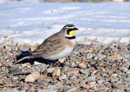 صورة Eremophila Boie & F 1828