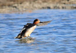 Image of Green-winged Teal