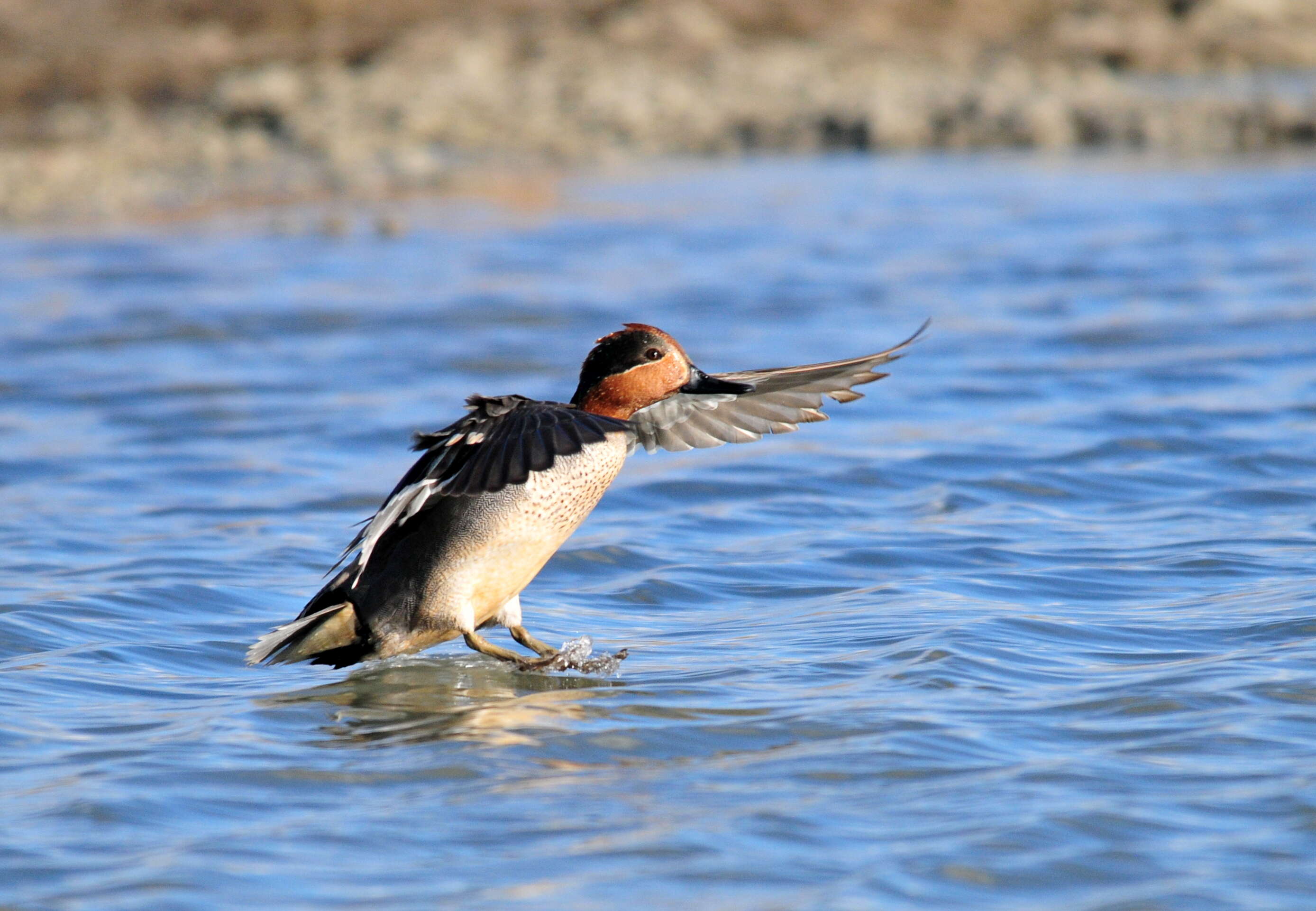 Image of Green-winged Teal