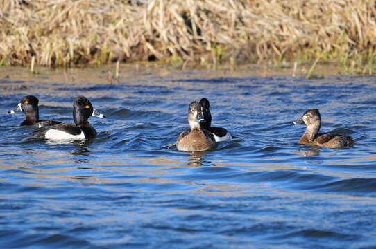 Image of Ring-necked Duck