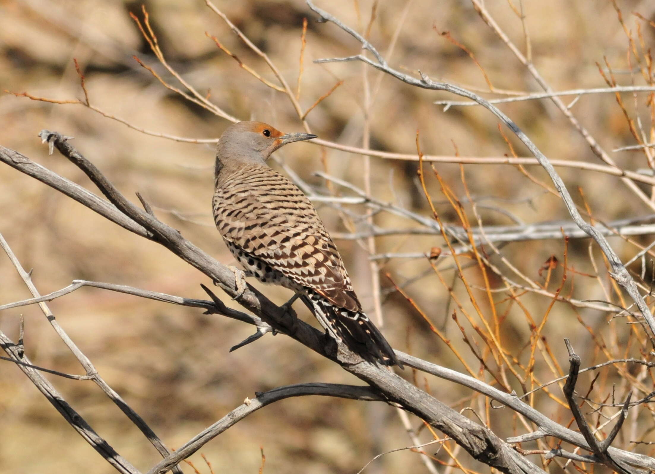 Image of Northern Flicker