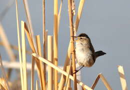 Image of Marsh Wren