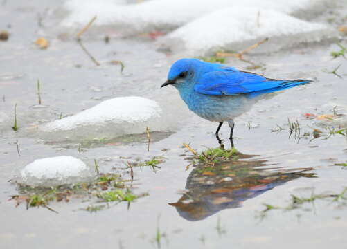 Image of Mountain Bluebird