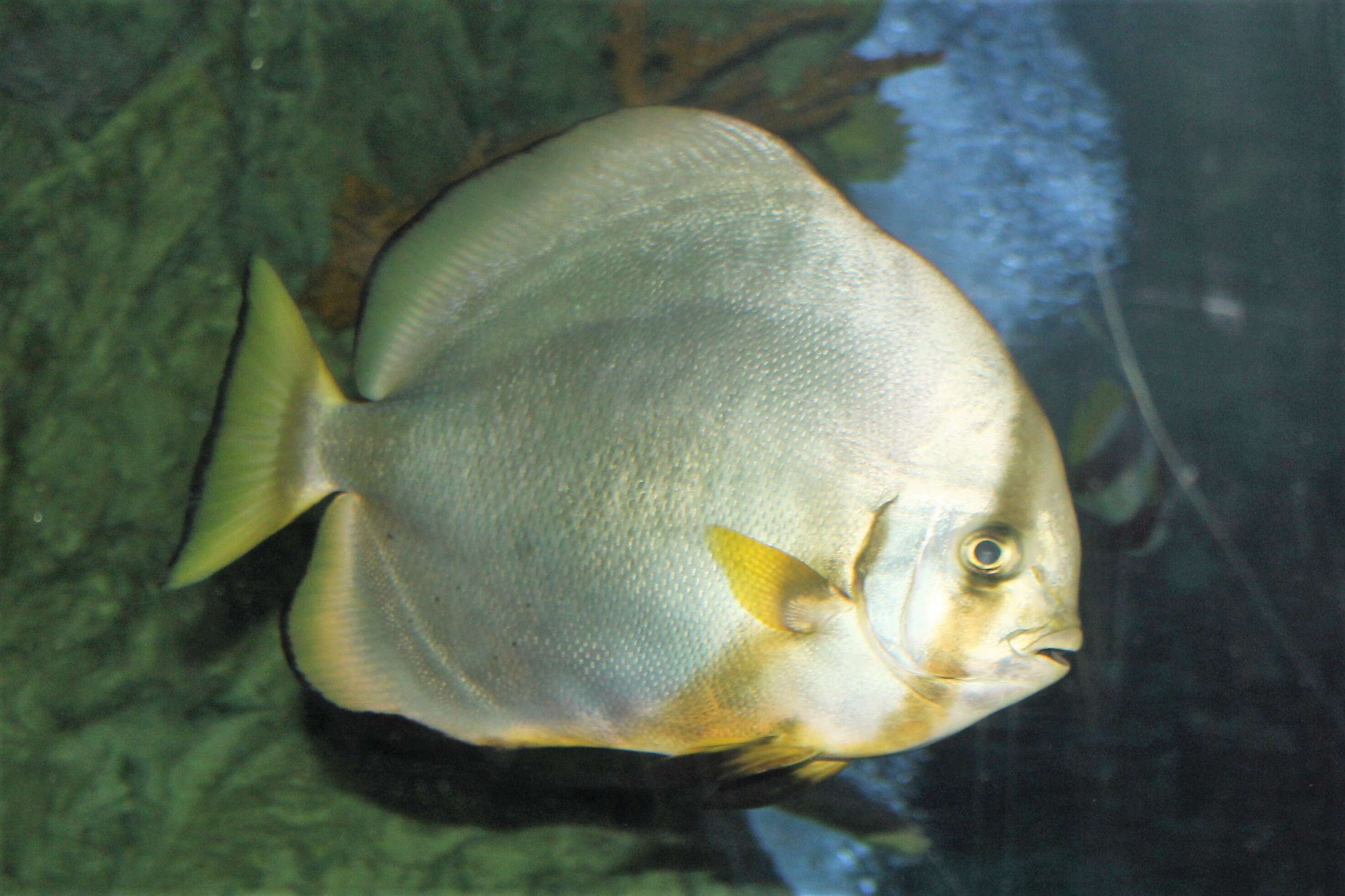 Image of Pacific Spadefish