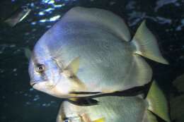 Image of Pacific Spadefish