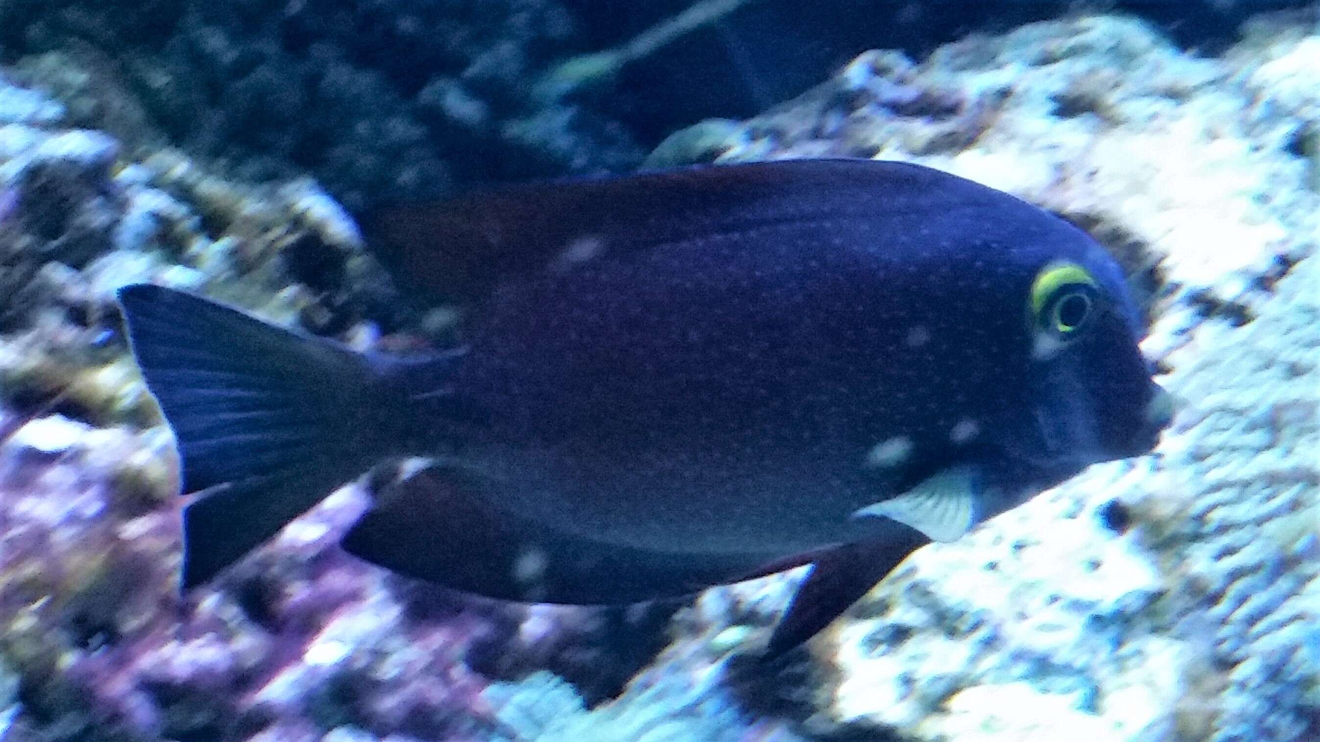 Image of Bristletoothed Surgeonfish