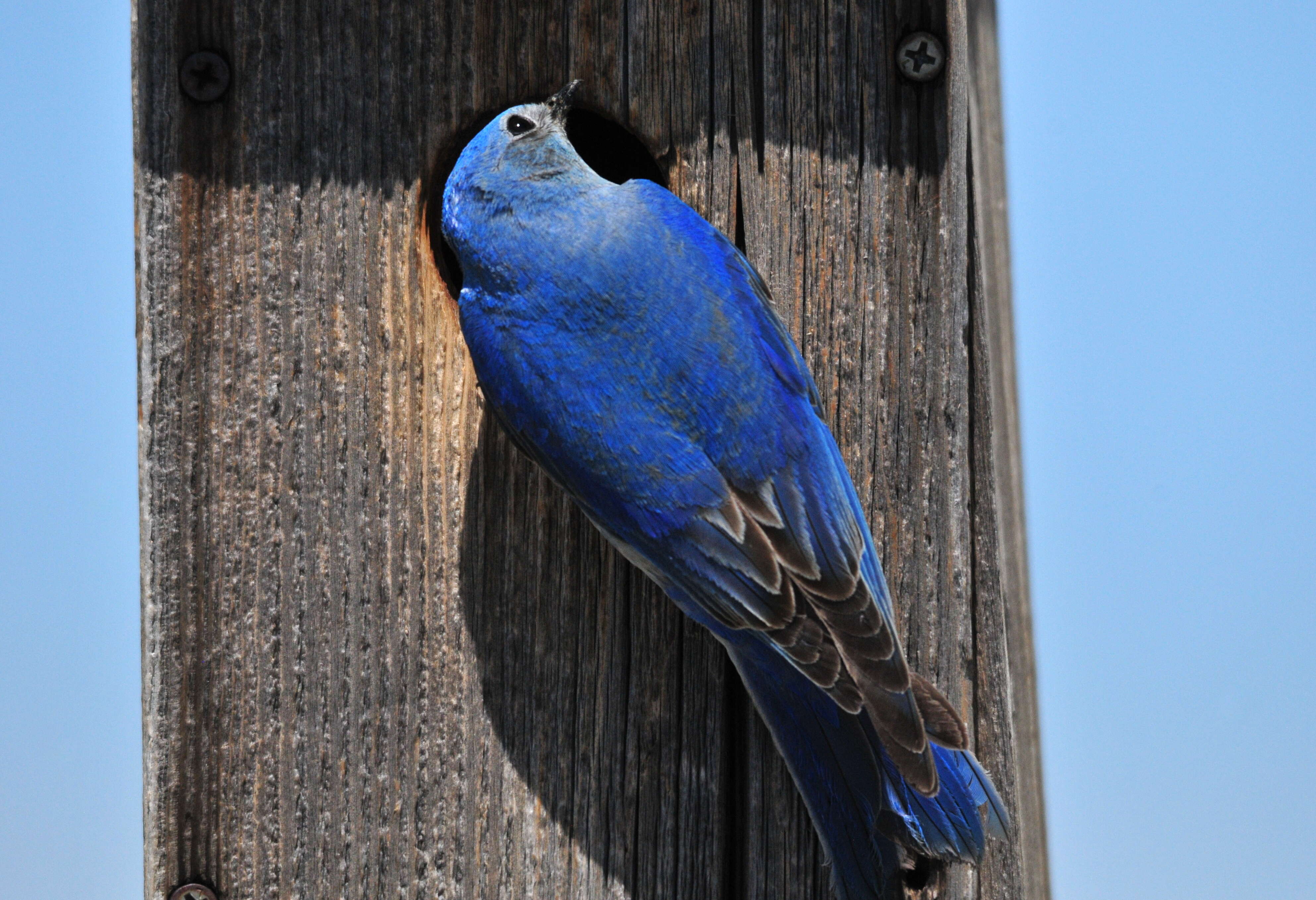 Image of Mountain Bluebird