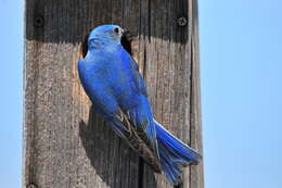 Image of Mountain Bluebird