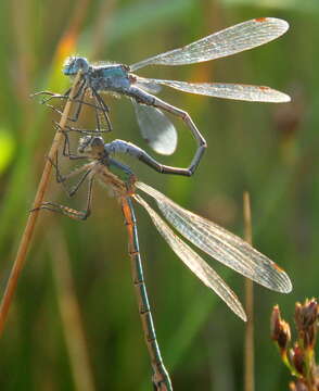 Image of Emerald Spreadwing