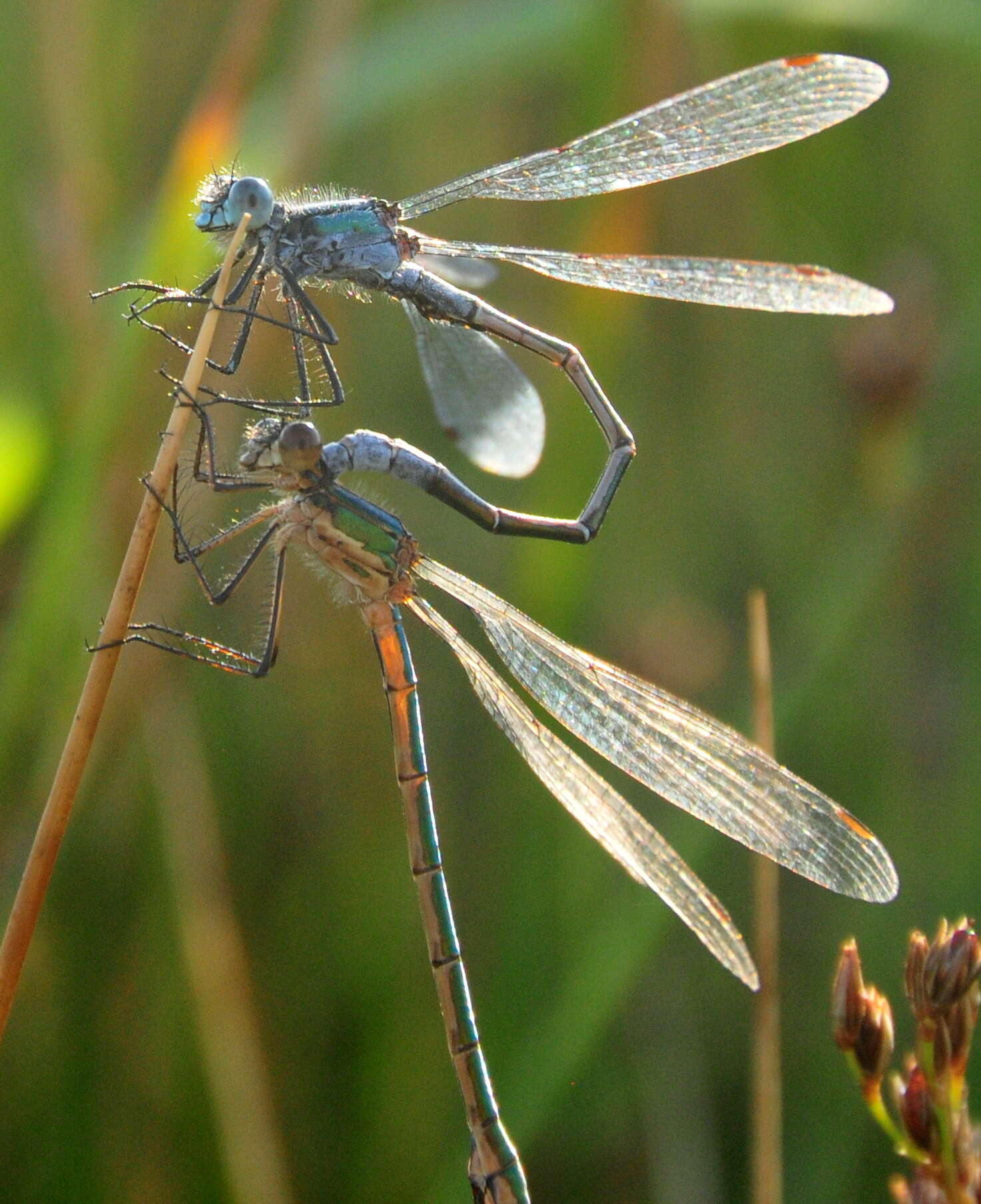 Plancia ëd Lestes dryas Kirby 1890