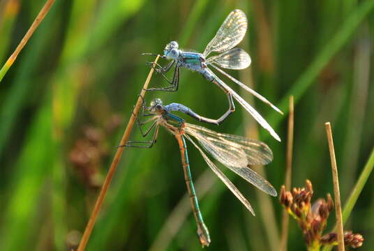 Image of Emerald Spreadwing