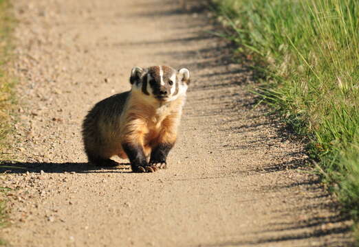 Image of badger