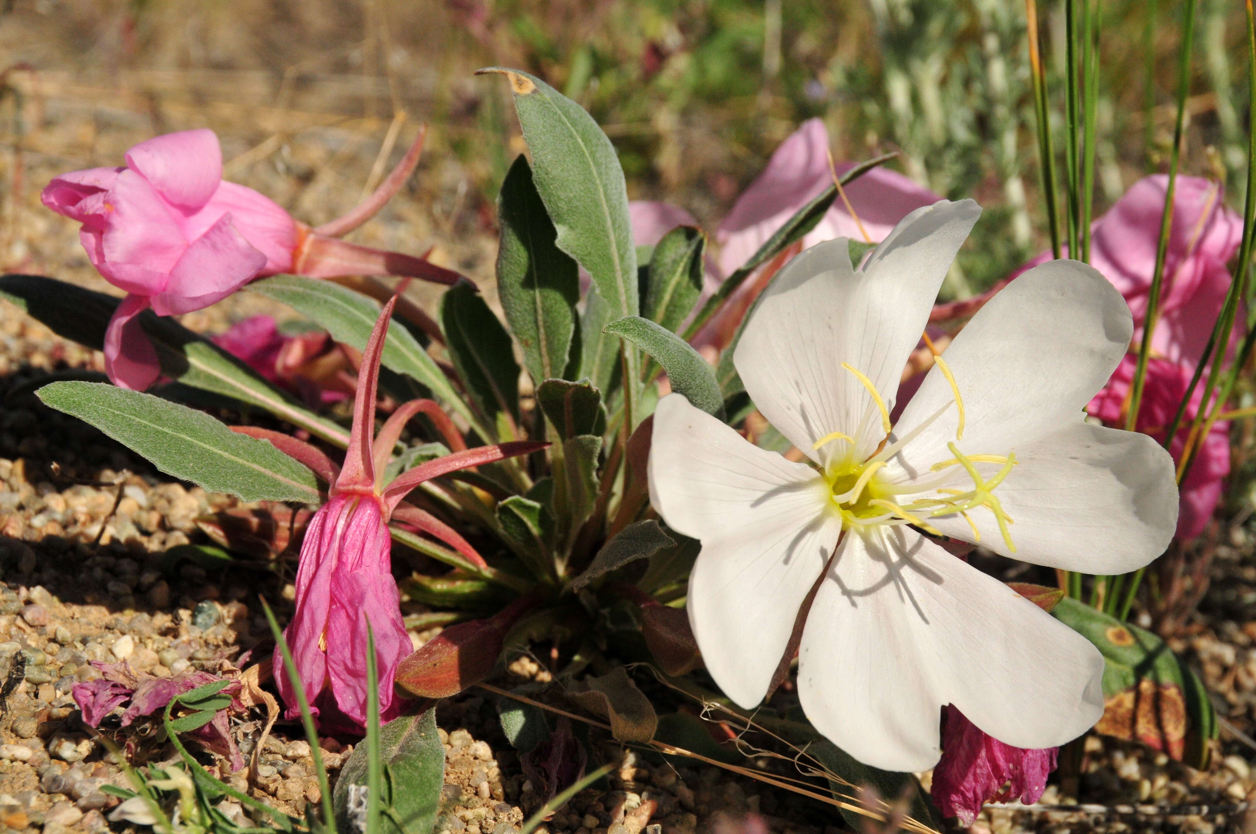 Oenothera cespitosa Nutt. resmi