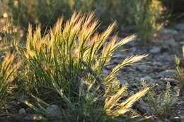 Imagem de Elymus elymoides (Raf.) Swezey