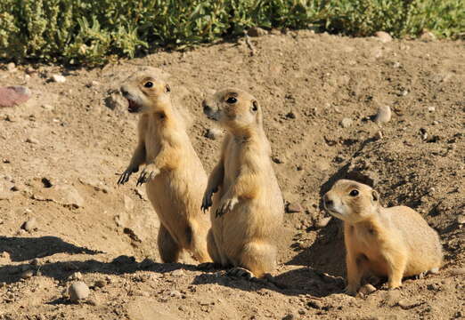 Image of White-tailed Prairie Dog