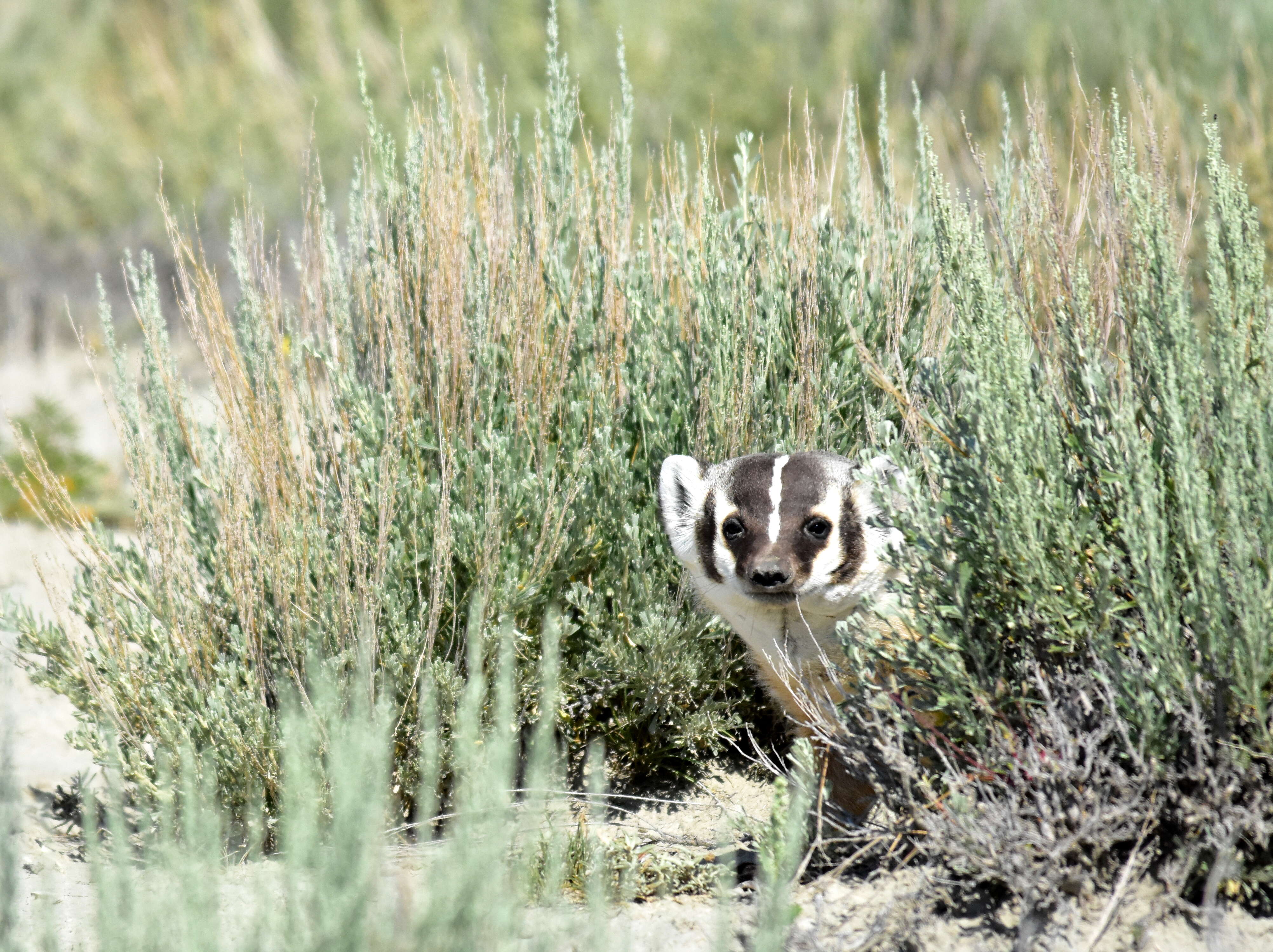 Image of badger