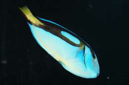 Image of Paracanthurus