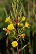 Image of common evening primrose