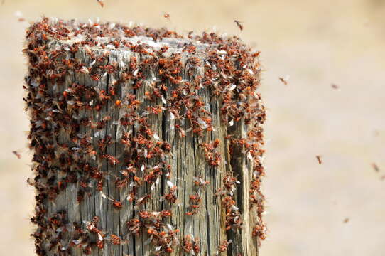 Image of Western Harvester Ant