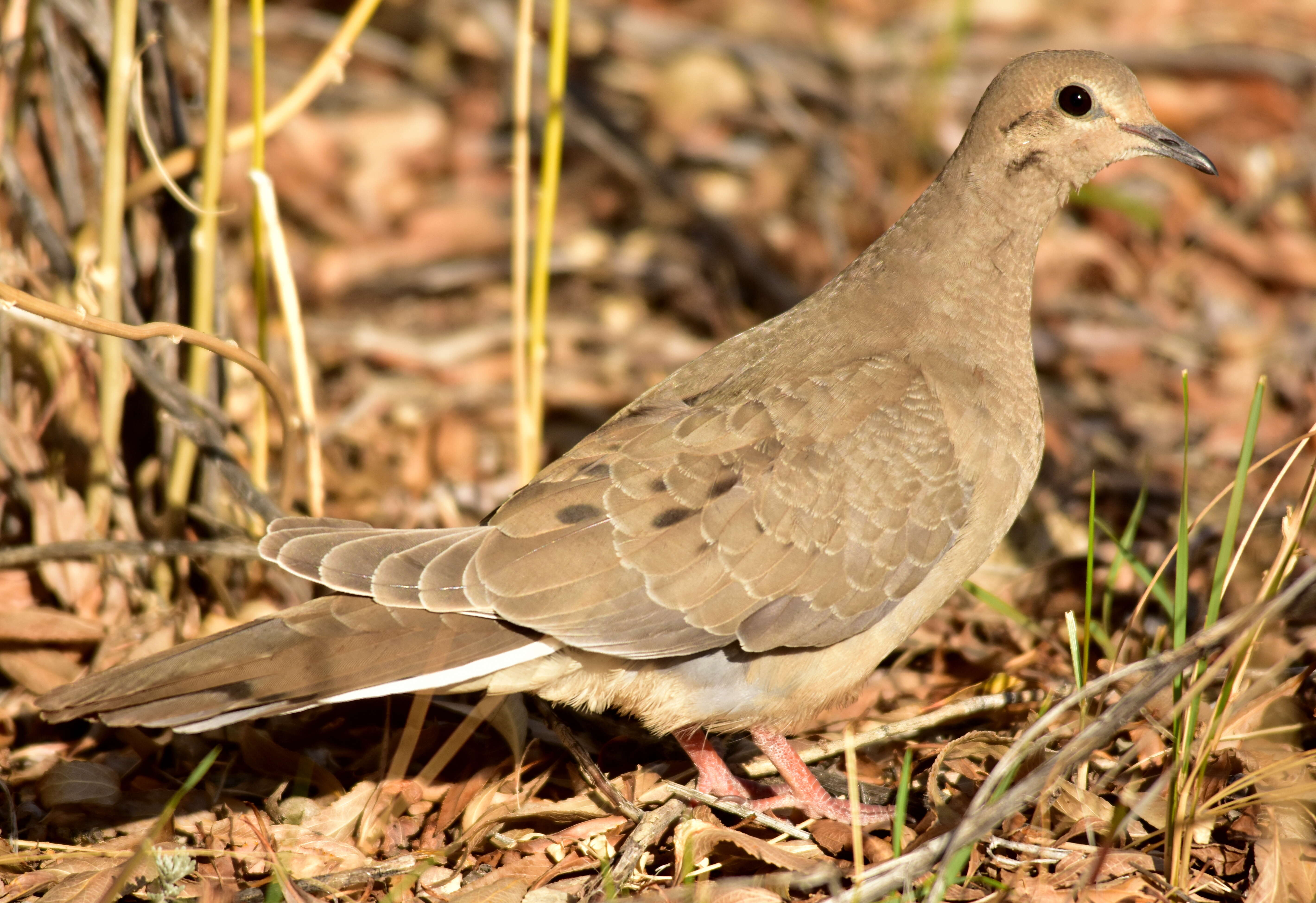 Image of American Mourning Dove