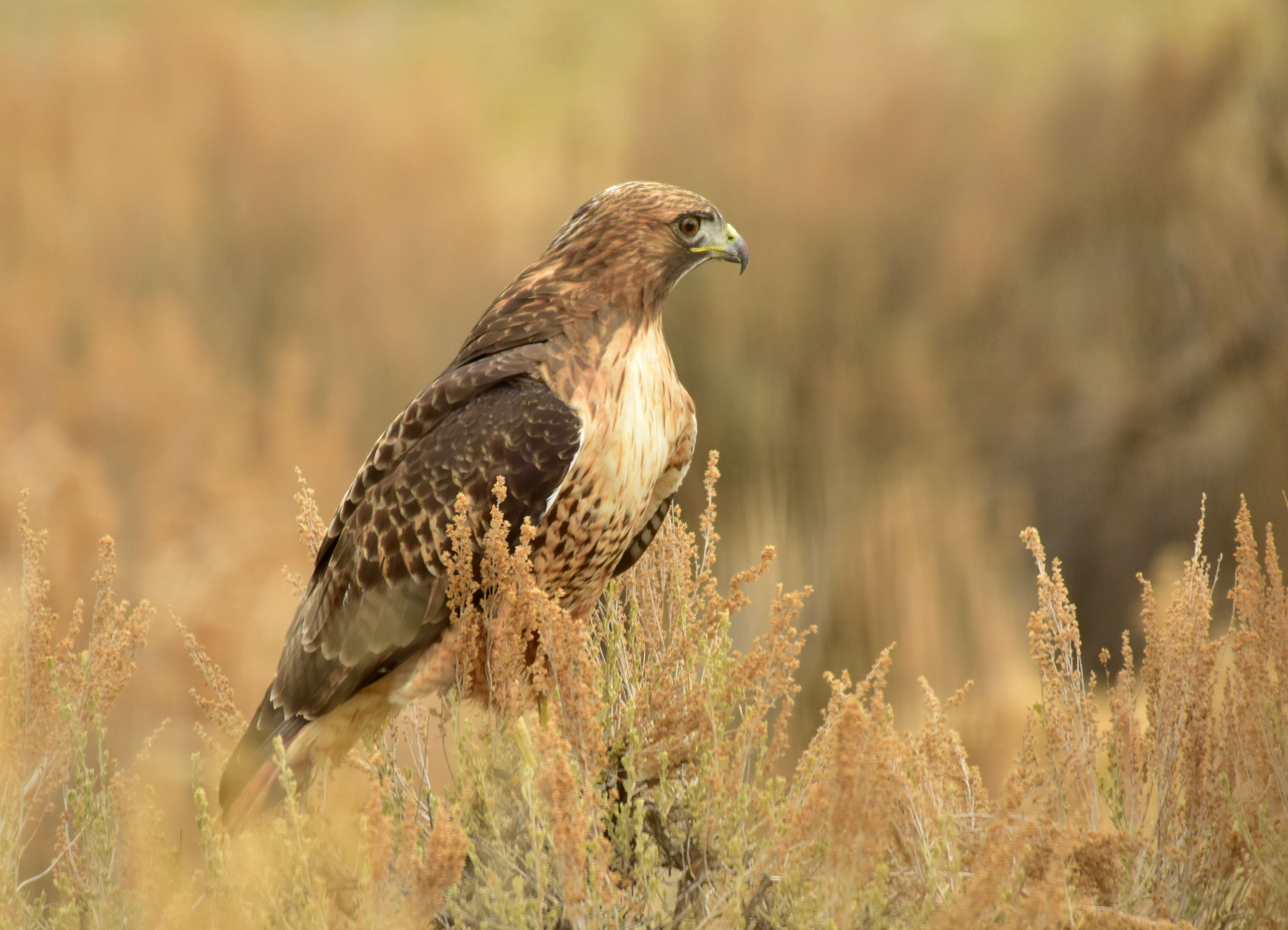 Image of Red-tailed Hawk