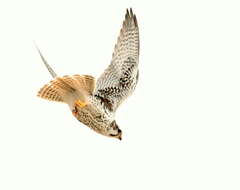 Image of Prairie Falcon