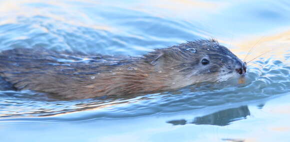 Image of muskrat