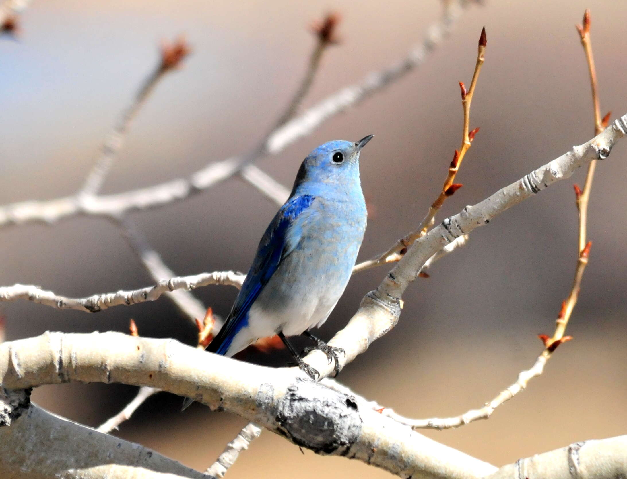 Image of Mountain Bluebird