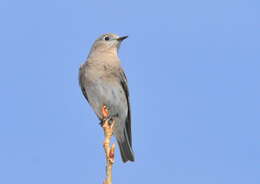 Image of Mountain Bluebird