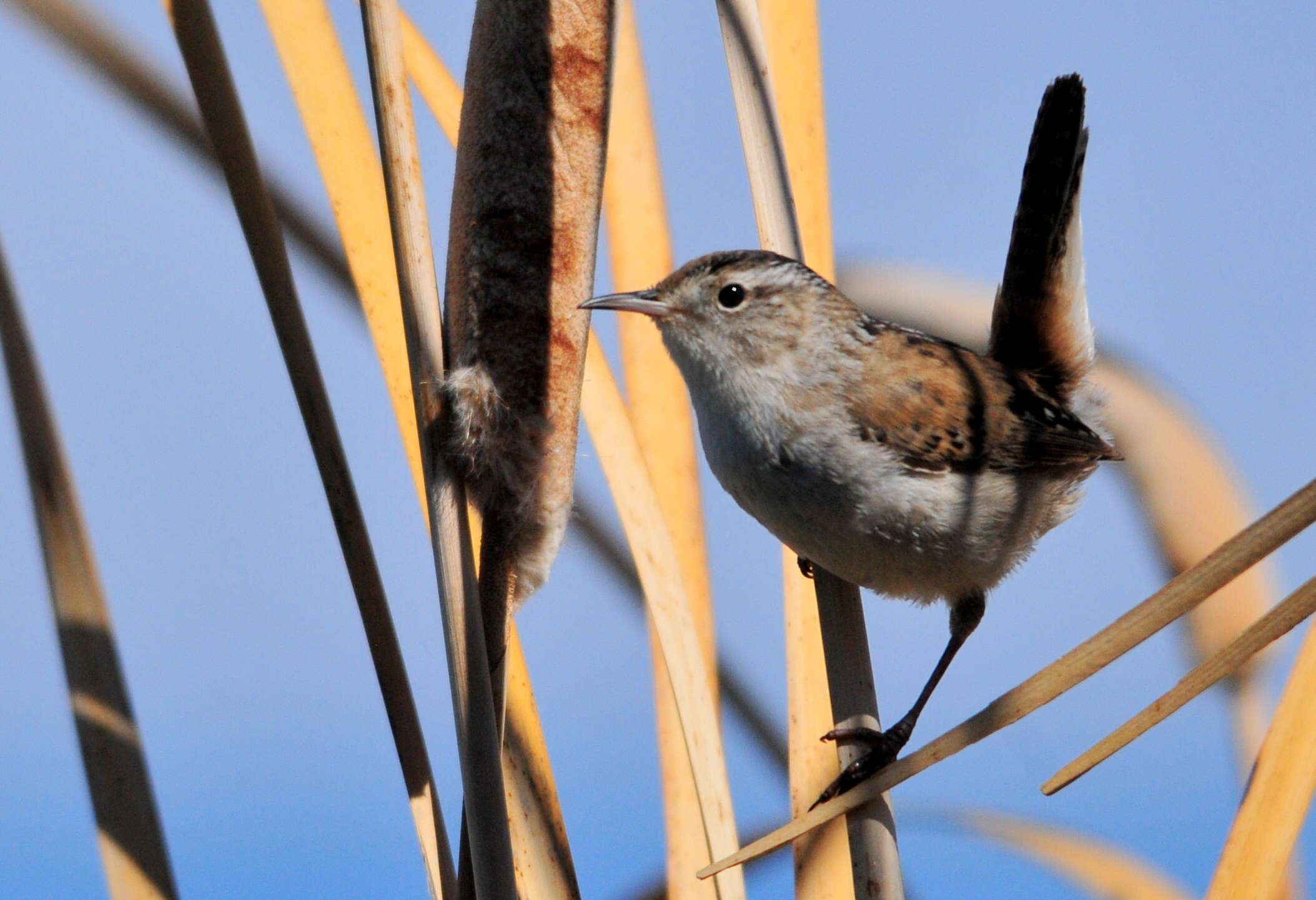 Image of Marsh Wren