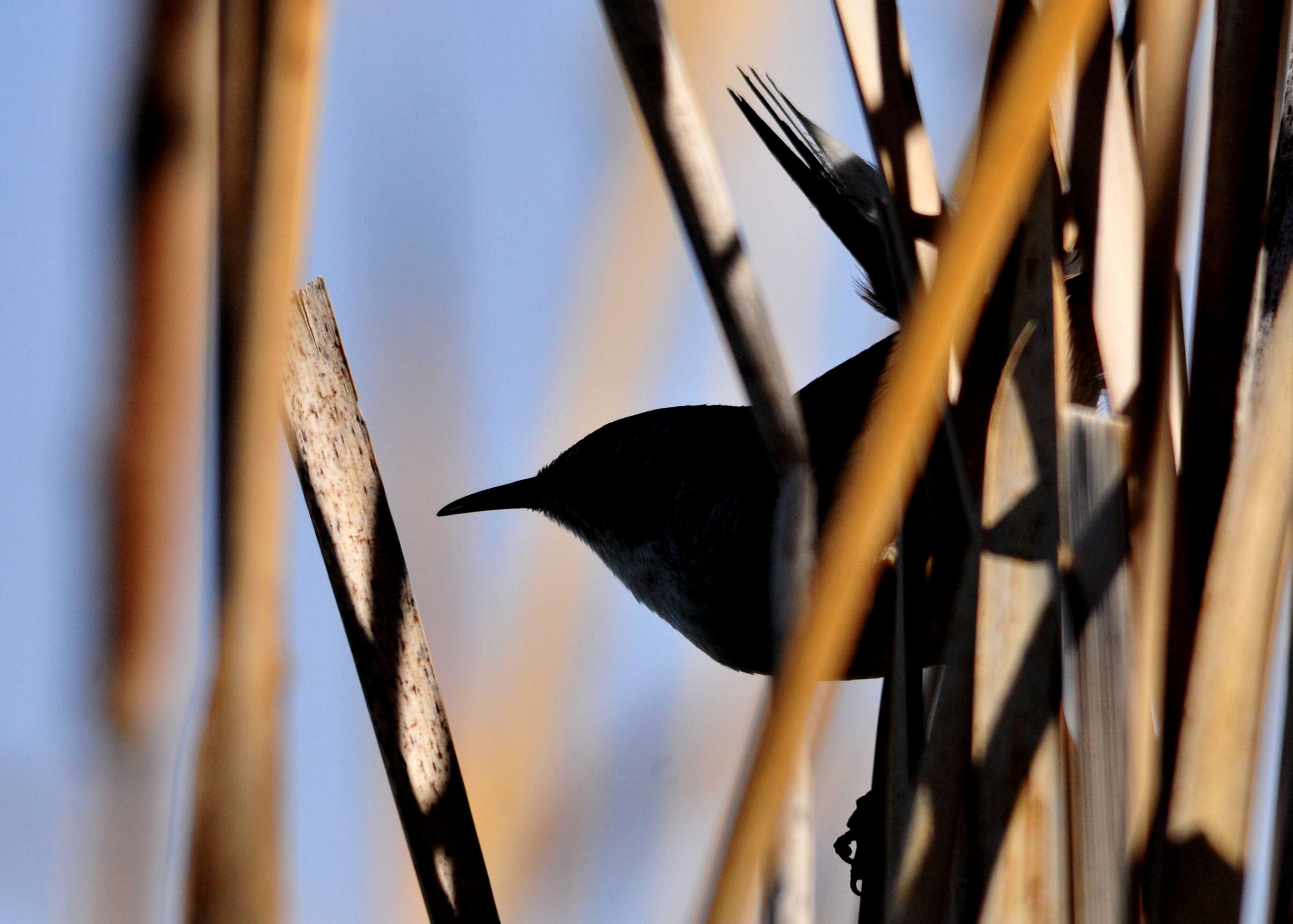 Image of Marsh Wren