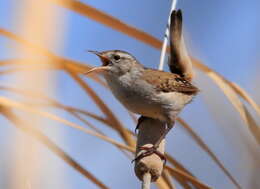 Image of Marsh Wren