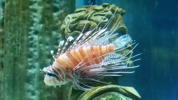 Image of Broadbarred firefish